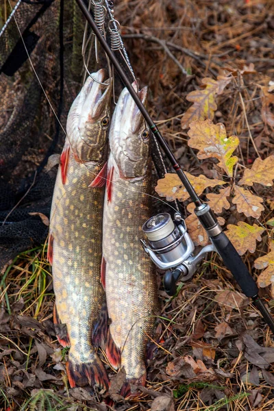 Freshwater pike fish. Two freshwater pike fish on fish stringer