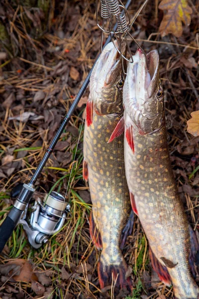 Freshwater pike fish. Two freshwater pike fish on fish stringer