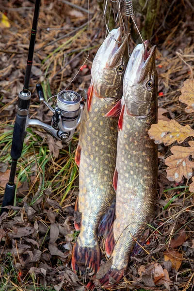 Freshwater pike fish. Two freshwater pike fish on fish stringer