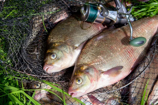 Due grandi pesci d'acqua dolce comune orata e canna da pesca con mulinello o — Foto Stock
