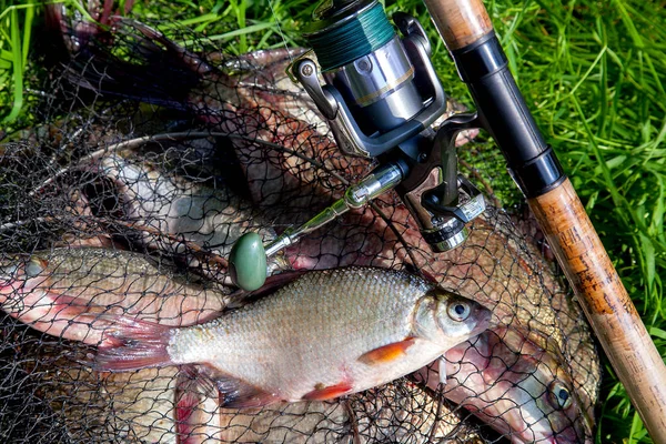 Br ile keepnet tek tatlı su beyaz çipura veya gümüş çipura