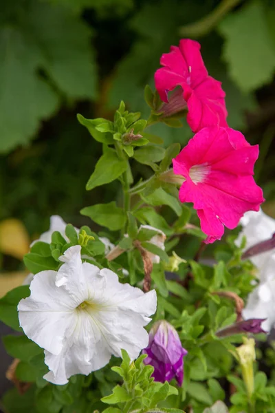 Petúnias florescentes no canteiro de flores. Close-up ver lotes de petun — Fotografia de Stock