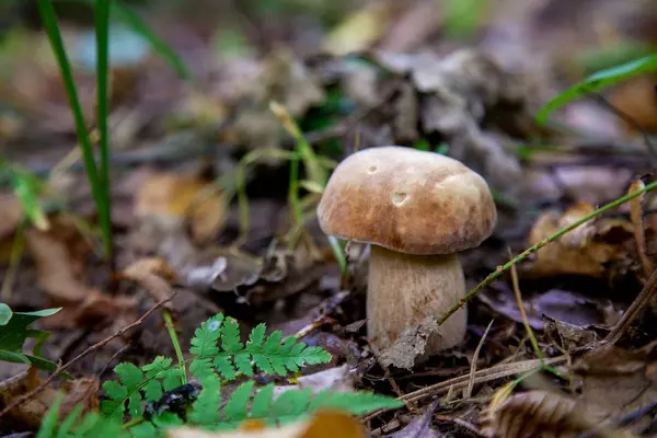 Cogumelo Boletus único na natureza. Cogumelo Porcini cresce em t — Fotografia de Stock