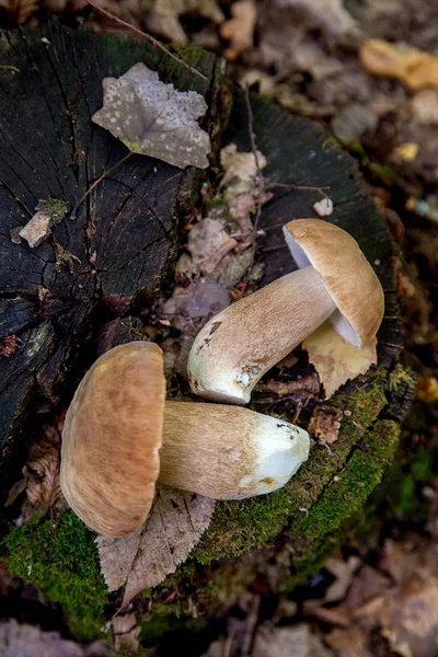 Kilka grzybów Borowik w środowisku naturalnym. Grzyb Porcini (Borowik — Zdjęcie stockowe