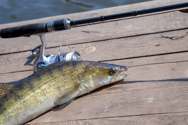 Freshwater zander and fishing equipment lies on wooden backgroun