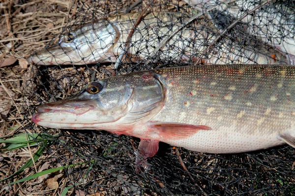 Peixe-lúcio de água doce. O peixe de lúcio de água doce encontra-se em rede redonda — Fotografia de Stock