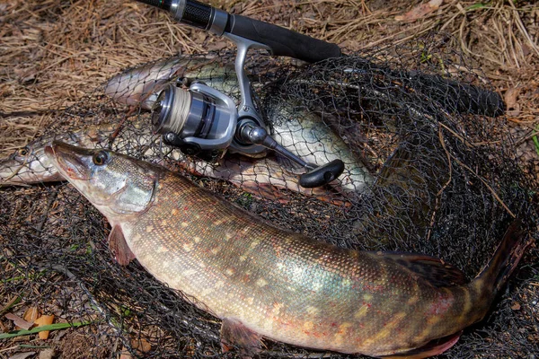 Peixe-lúcio de água doce. O peixe de lúcio de água doce encontra-se em rede redonda — Fotografia de Stock