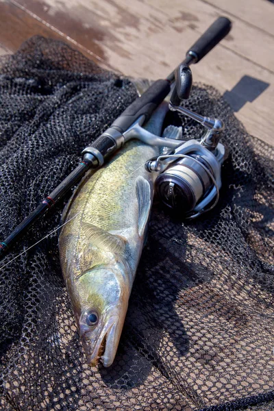 Freshwater zander and fishing equipment lies on wooden backgroun