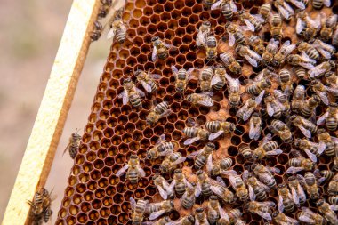 Petek üzerinde kovan üzerinde çalışan arılar. Seale ile kovan içinde arılar