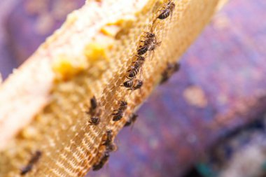 Petek üzerinde çalışan arıların yakından görünümü