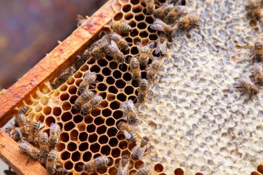 Arılar petek tatlı bal ile çalışan görünümü kadar kapatın