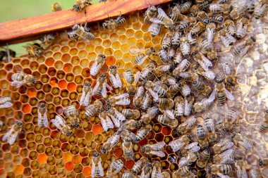 Arılar petek tatlı bal ile çalışan görünümü kadar kapatın