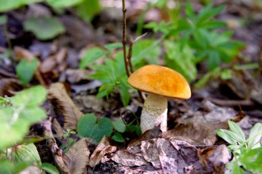 Vahşi doğada tek kırmızı boletus mantarı. Kırmızı boletus mantar gr