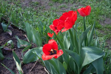 İlkbaharın ortasında parkta güneş ışığı altında kırmızı laleler