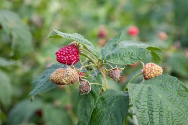 Meyve bahçesinde olgun ve olgunlaşmamış ahududu. Büyüyen doğal b
