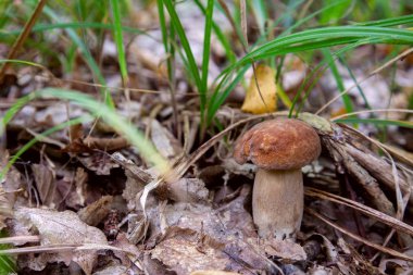 Vahşi doğada boletus mantarı. Porcini mantar ön planda yetişir