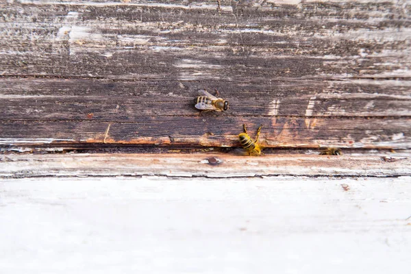 Enjambre de abejas en la entrada de la colmena blanca en el colmenar —  Fotos de Stock