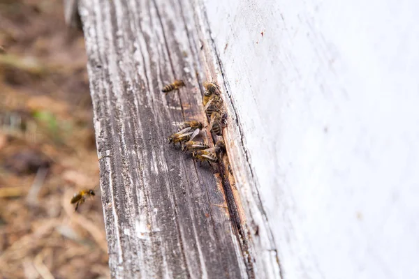 Swarming bin vid ingången till vita bikupa i bigården — Stockfoto