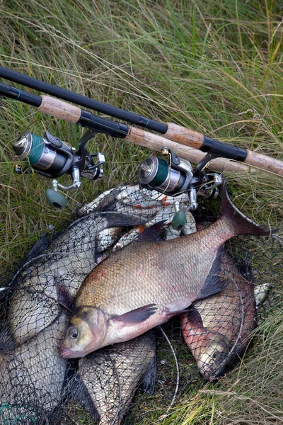 Successful fishing -  big freshwater bream fish and fishing rod