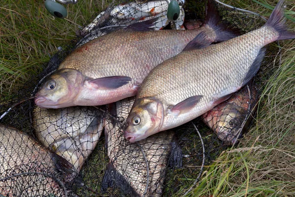 Pesca di successo - due pesci orata d'acqua dolce e canna da pesca — Foto Stock