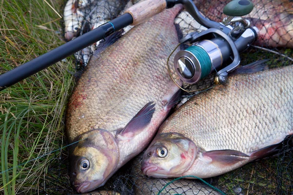 Pesca exitosa: dos besugo de agua dulce y caña de pescar — Foto de Stock