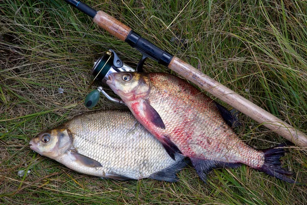 Deux grands poissons de brème commune d'eau douce et canne à pêche avec bobine o — Photo