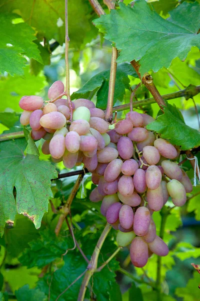 Um bando de uvas cor-de-rosa com grandes bagas na garde — Fotografia de Stock