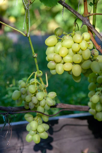 Bos van groene druiven in de garde — Stockfoto