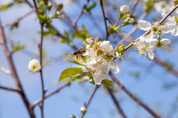 Abeja sobre flor blanca de cerezo recogiendo polen y ne — Foto de Stock