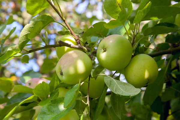 Błyszczący pyszne zielone jabłka na gałęzi gotów być zbierane i — Zdjęcie stockowe