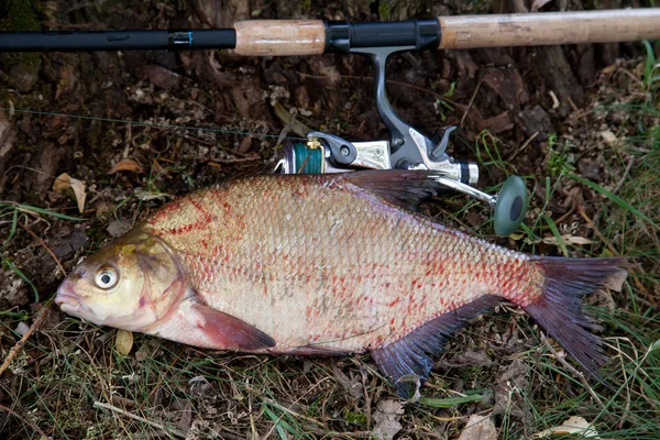 Big freshwater common bream and fishing rod with reel on natural