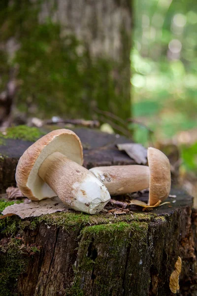 야생에서 여러 볼레투스 버섯. 포르치니 버섯 (볼레투스) — 스톡 사진