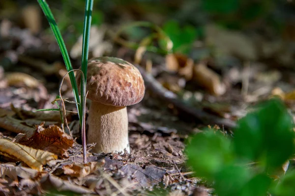 Одинокий гриб Болетус в дикой природе. Гриб Porcini растет на t — стоковое фото