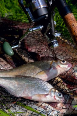 Bronz ile keepnet iki tatlı su beyaz çipura veya gümüş çipura