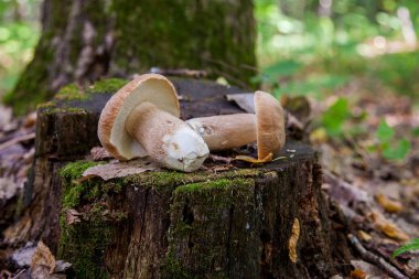 Vahşi doğada birkaç boletus mantarı. Porcini mantarı (Boletus 