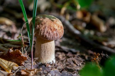 Vahşi doğada tek boletus mantarı. Porcini mantar t yetişir