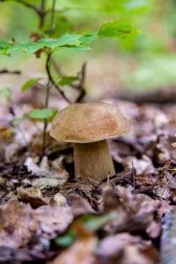 Vahşi doğada tek boletus mantarı. Porcini mantar t yetişir