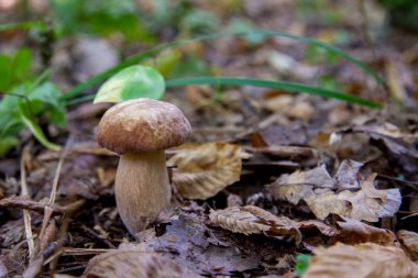 Vahşi doğada tek boletus mantarı. Porcini mantar t yetişir