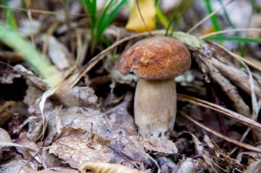 Vahşi doğada boletus mantarı. Porcini mantar ön planda yetişir