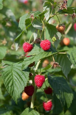 Meyve bahçesinde olgun ve olgunlaşmamış ahududu. Büyüyen doğal b