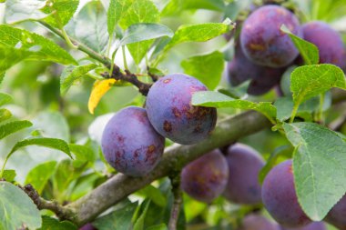 Gün batımı ışık olgun sulu meyve ile Erik ağacı dalı
