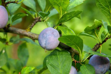 Gün batımı ışık olgun sulu meyve ile Erik ağacı dalı