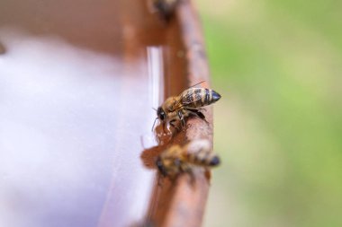 Kahverengi vintage backgron üzerinde arı içecek su yakın