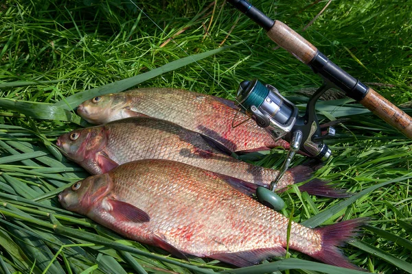Three big freshwater common bream fish and fishing rod with reel — Stock Photo, Image