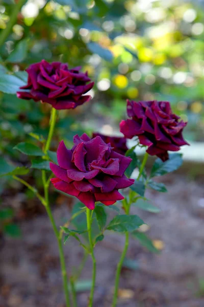 Beautiful rose bush growing in the garde