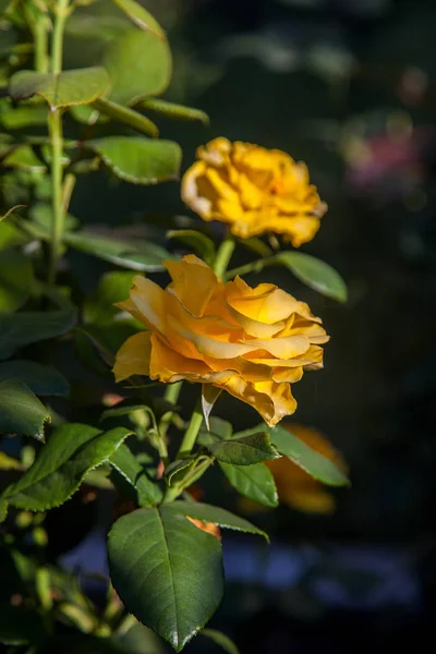 Hermoso rosal creciendo en la garde — Foto de Stock