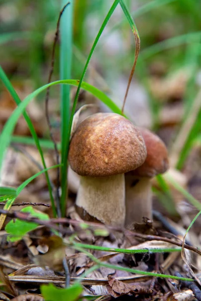 Familia de hongos de boletus en la naturaleza. Porcini mushroo — Foto de Stock