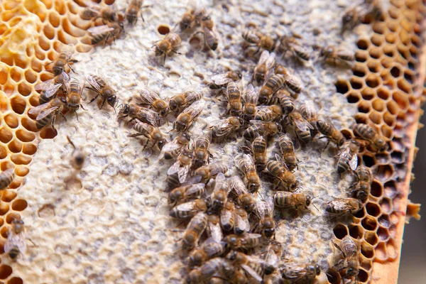 甘い蜂蜜とハニカムの働き蜂のクローズ アップ表示 — ストック写真