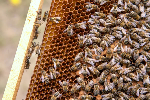 Working bees in a hive on honeycomb. Bees inside hive with seale