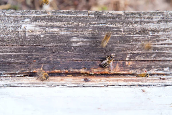 Enjambre de abejas en la entrada de la colmena blanca en el colmenar — Foto de Stock